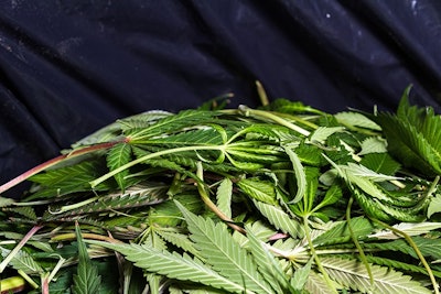 Hemp Waste