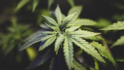 Kamala Harris Legalizing Cannabis Presidential Campaign