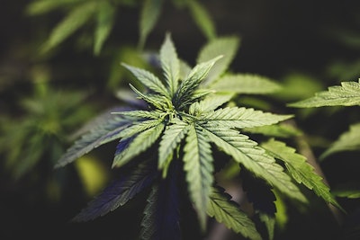 Kamala Harris Legalizing Cannabis Presidential Campaign