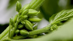 Male Plant Goodman Display