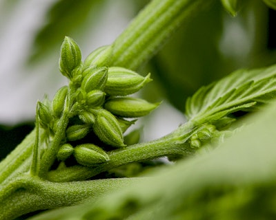 male plant cannabis flower david goodman