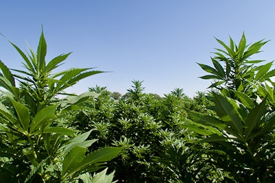 solari hemp launch colorado jake salazar cbd