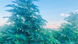 Top Shelf Hemp Co. in Montana