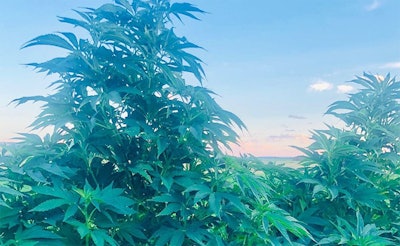 Top Shelf Hemp Co. in Montana