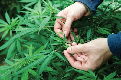 Adobe Stock 248717765 Fmt