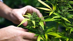 Cannabis Hand