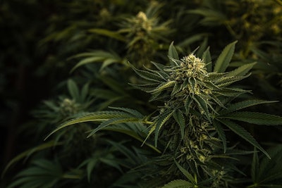 Cannabis Plants In Shadow Adobe Stock Credit Ryland Zweifel Resized
