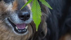 Cbd Dog