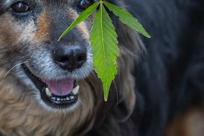 Cbd Dog