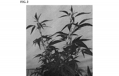 charlottes web cbd strain hemp patent