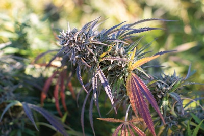 East Fork 71 Corazonde Pina Fmt