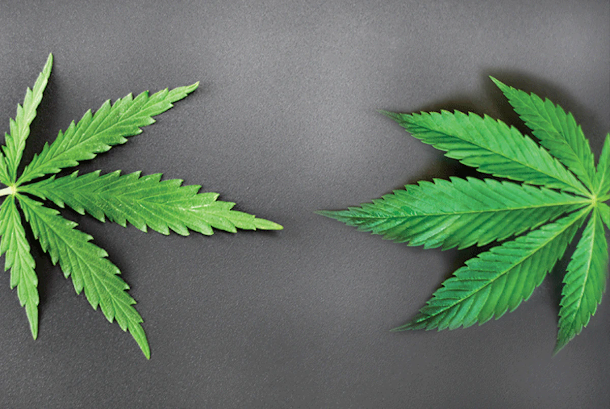 Indica vs Sativa: What's the Real Difference?