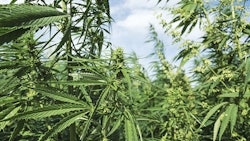Hemp Crop West Virginia Maticsandra