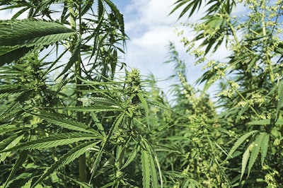 Hemp Crop West Virginia Maticsandra