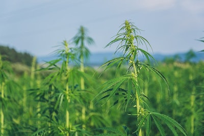 Hemp Crop Samuel
