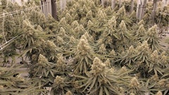 Measuring Yield Cannabis