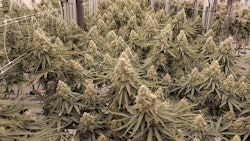 Measuring Yield Cannabis