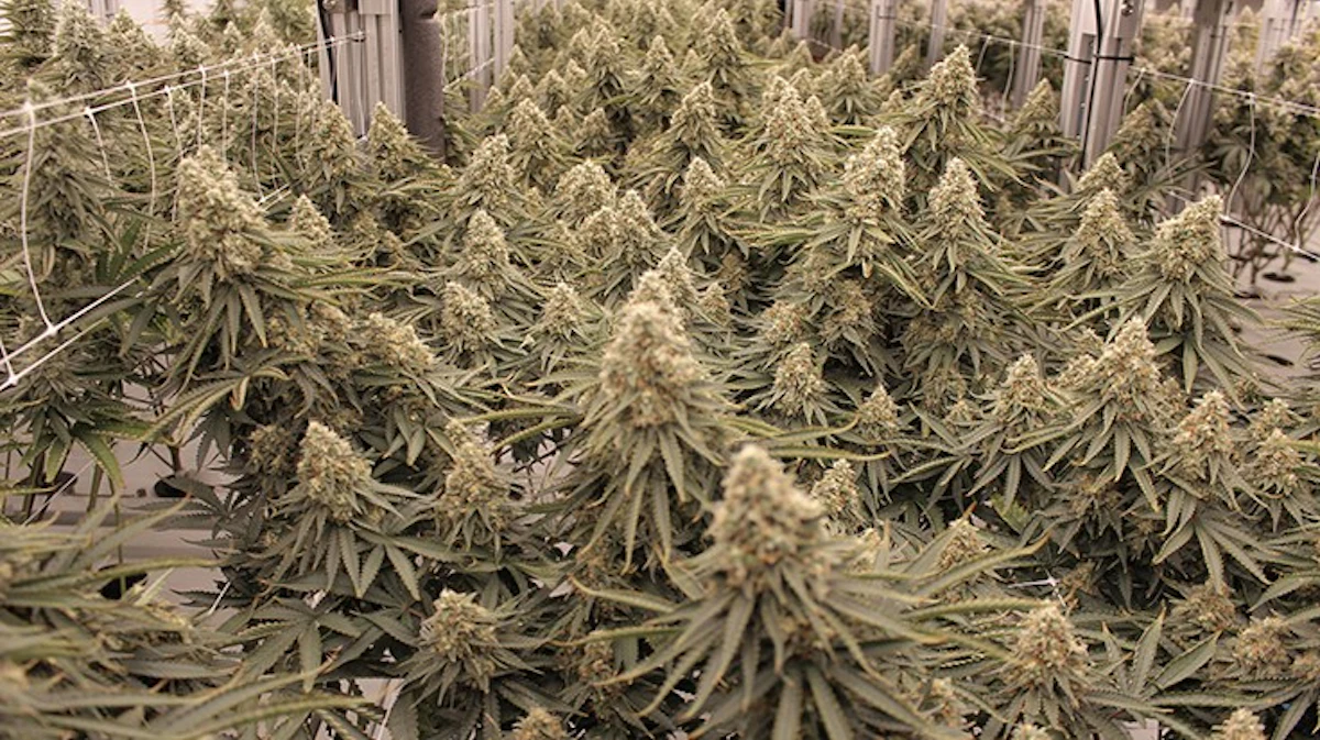 Measuring Yield: Why Efficiency Metrics Are Essential in Cannabis  Cultivation | Cannabis Business Times