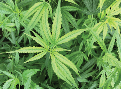 Nutrient Matters 1 Fe Def Hemp2722 Fmt