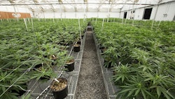Pharma Cann3 Resized Courtesyof Pharma Cann Llc