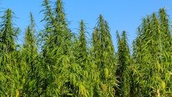 Wisconsin Hemp Testing Thc Cbd Olyasolodenko