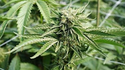 Cannabis Cascade Creatives
