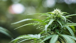 Cannabis Encierro