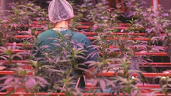 Cannabis Internal Theft