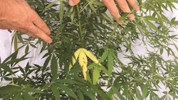 Cannabis Nutrient Matters