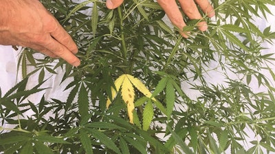 Cannabis Nutrient Matters