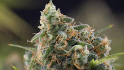 Cannabis Science
