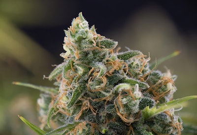 Cannabis Science