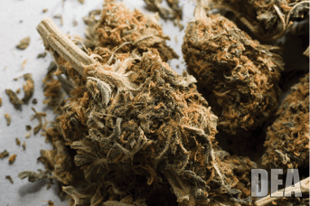 Dea Courtesy Of Drug Enforcement Administration Fmt