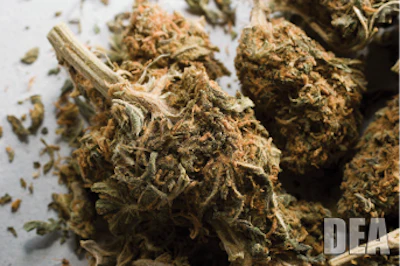 Dea Courtesy Of Drug Enforcement Administration Fmt