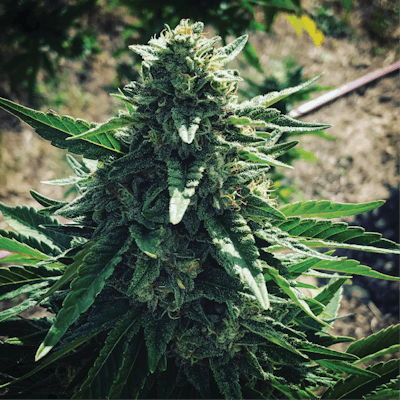 Def36 F57 4 B22 4484 81 Cb 7 D483 Cb1 Ca5 D Fmt