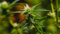 Ecosorb Cnb 100 Product Feature