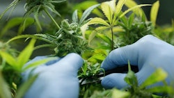 Gloved Hands Checking Hemp Plants Adobe Stock Credit Hquality Resized