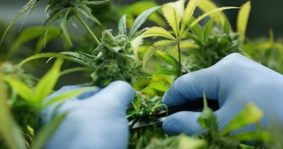 Gloved Hands Checking Hemp Plants Adobe Stock Credit Hquality Resized
