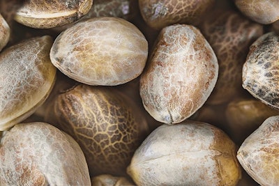Hemp Seed