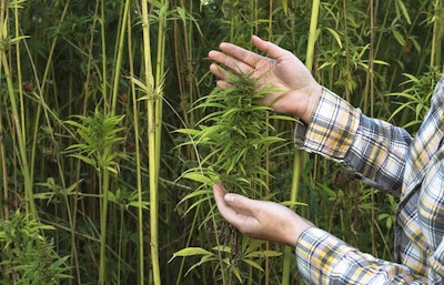 Hemp Maticsandra