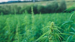 Hemp Field Adobe Stock Credit Samuel Resized