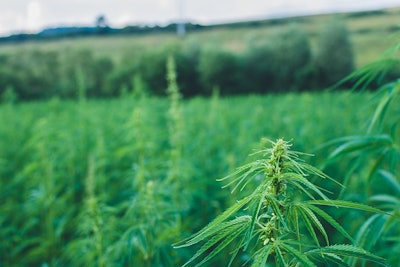 Hemp Field Adobe Stock Credit Samuel Resized