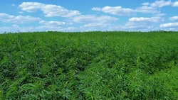 Industrial Hemp Adobe Stock Credit Davido Resized