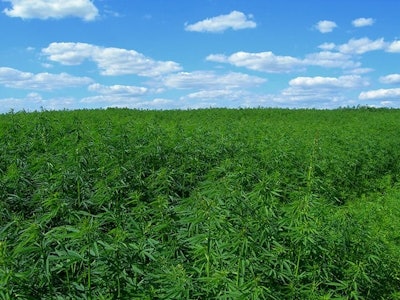Industrial Hemp Adobe Stock Credit Davido Resized