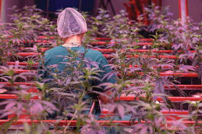 Trailblazinoperations 36 Fmt