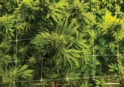 10 Cannabis Harvesting And Post Harvest Tips Courtesy Of Cresco Labs