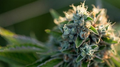 2019 State Cannabis Legislation Adobe Stock Ryland Zweifel
