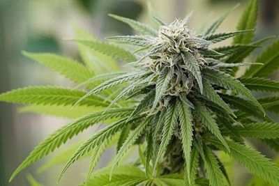 Cannabis Flower Melica
