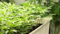 Cannabis Yield