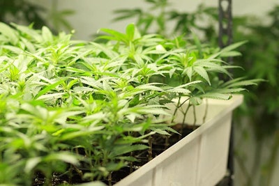 Cannabis Yield